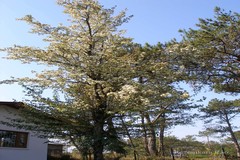 Pyrus communis